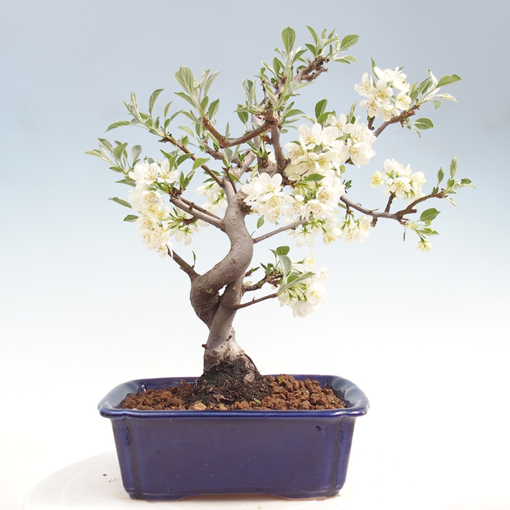 Bonsai voor buiten - Malus sargentii - Appelboom met kleine vruchten