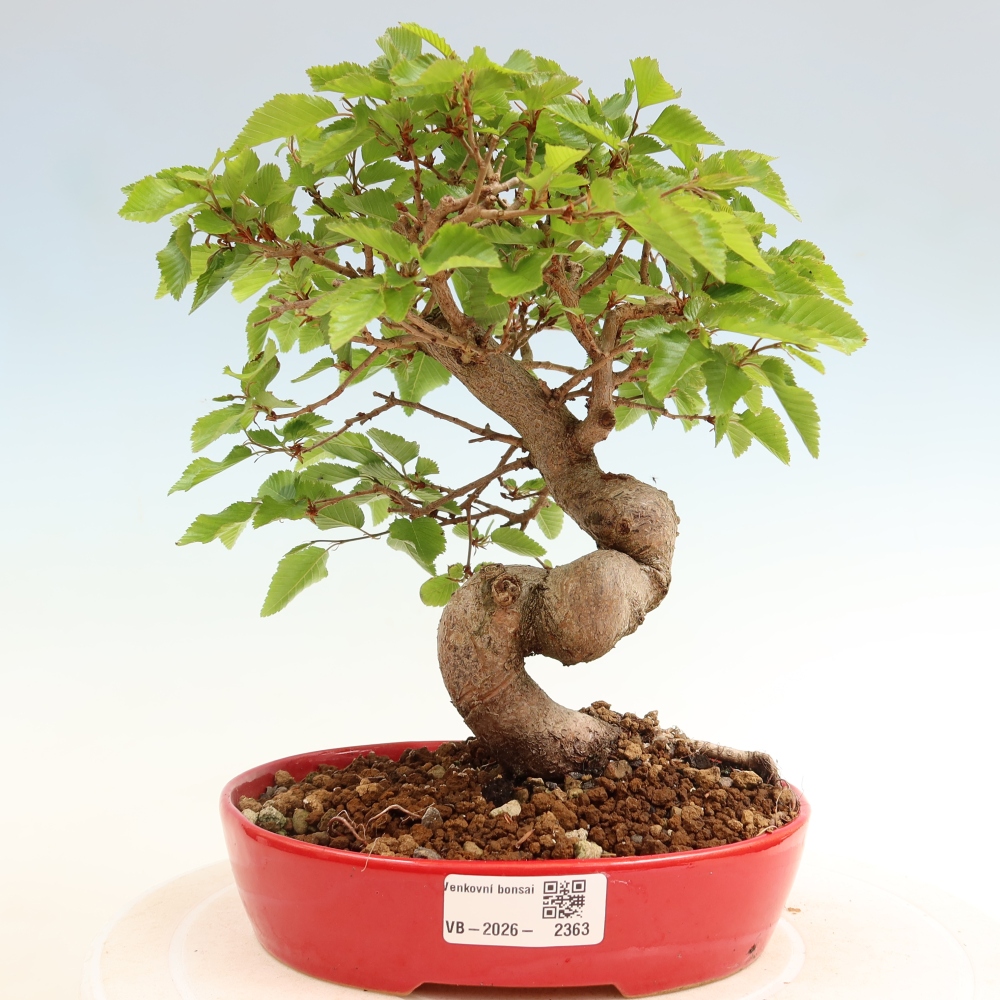 Bonsai voor buiten -Carpinus Coreana - Koreaanse haagbeuk