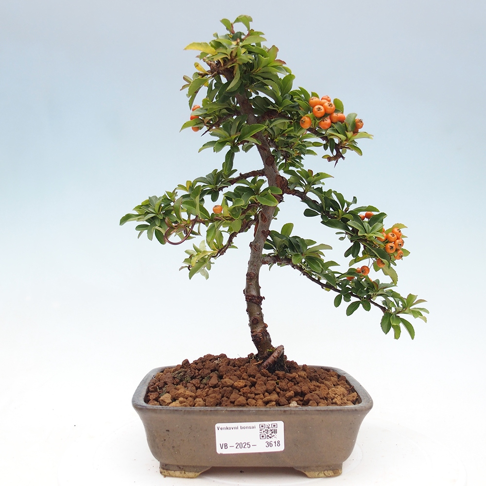 Bonsai-Pyracantha Teton voor buiten -Hlox
