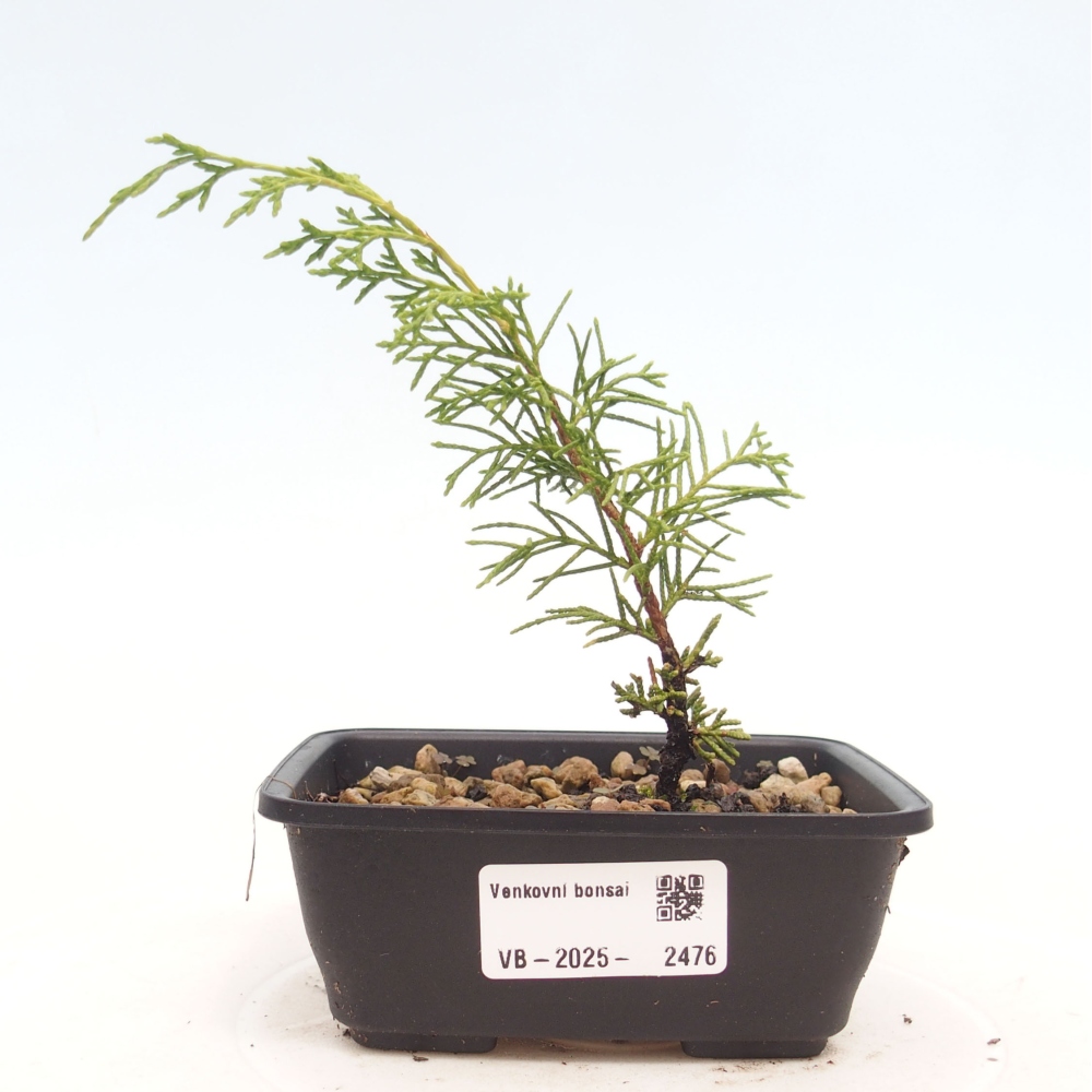 Bonsai voor buiten - Juniperus chinensis Itoigawa