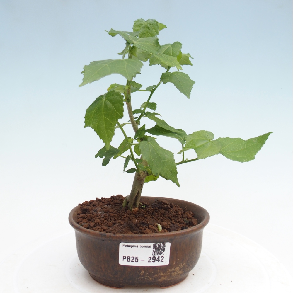 Bonsai voor binnen - Malvaviscus arboreus