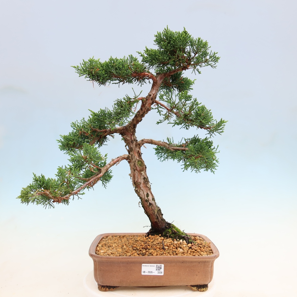 Bonsai voor buiten - Juniperus chinensis Kishu