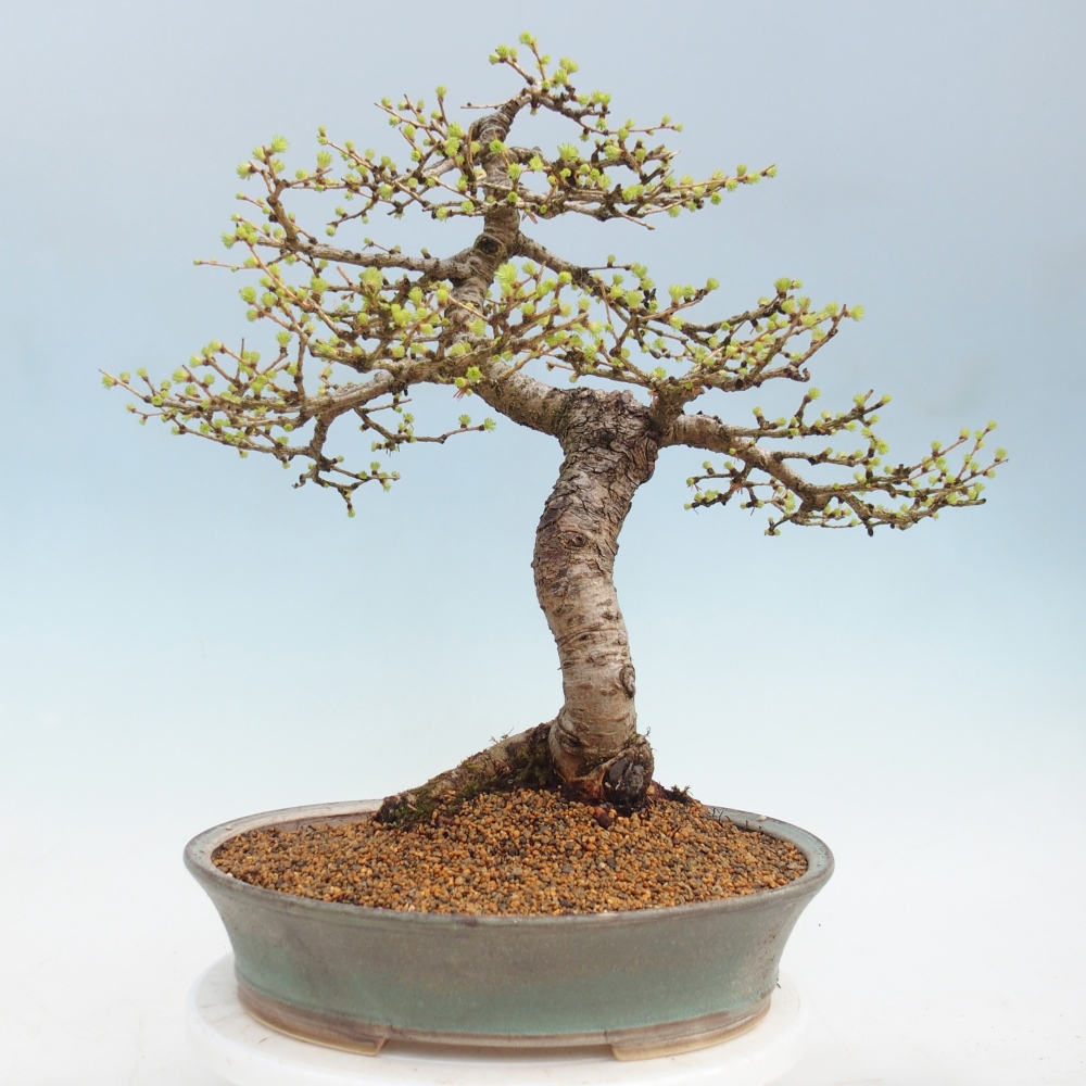 Bonsai voor buiten -Larix decidua - Lariks