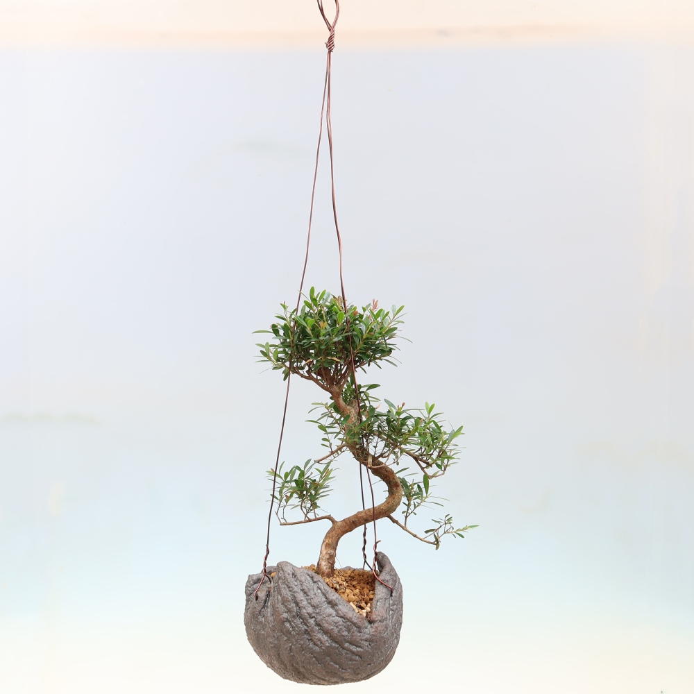 Kokedama in keramiek -Syzygium - Pimentboom