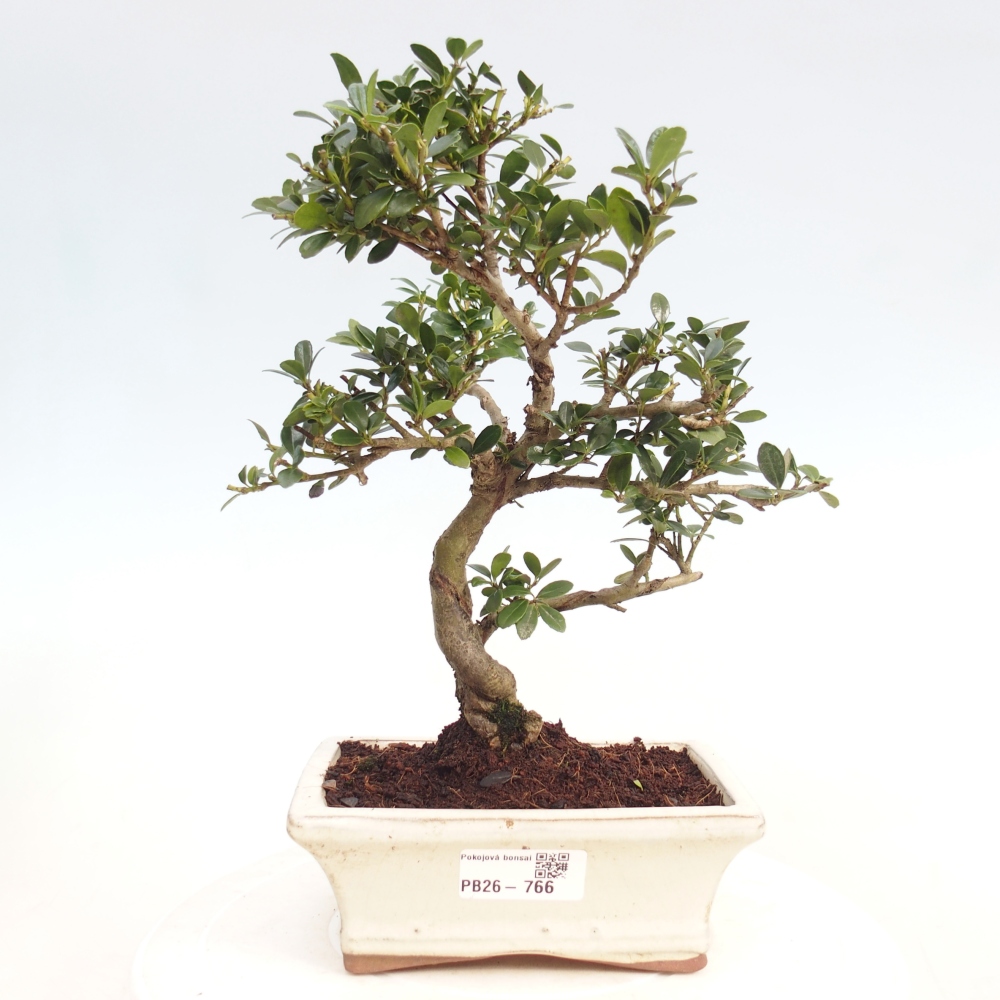 Kamerbonsai - Ilex crenata - Hulst