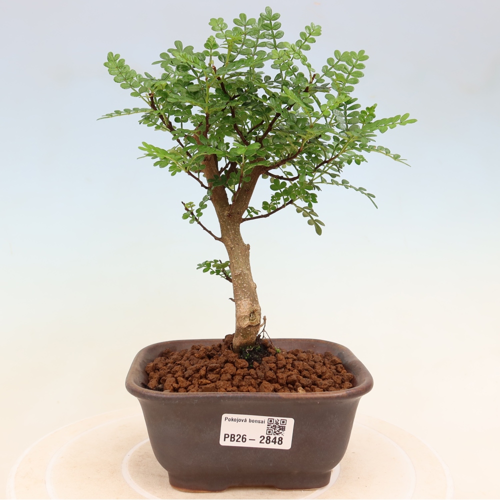 Kamerbonsai - Zantoxylum piperitum - peperboom