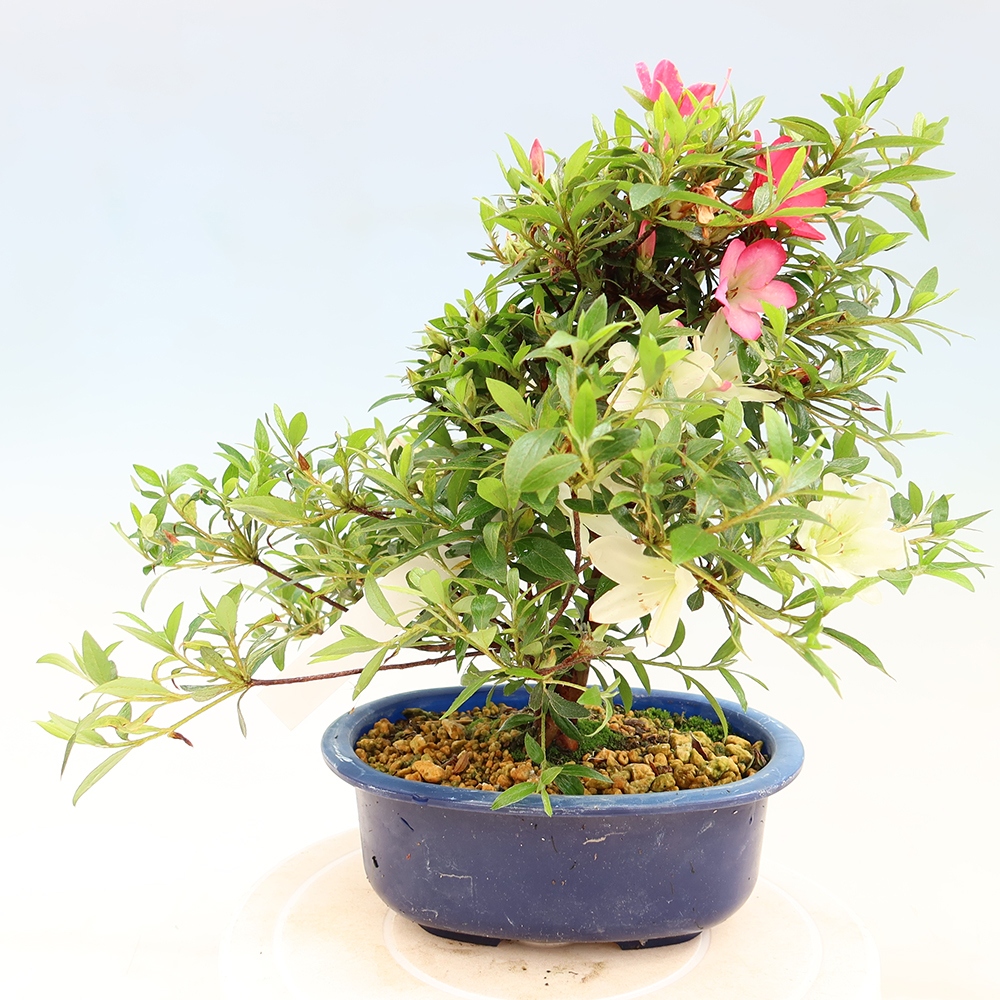 Bonsai voor buiten - Japanse Azalea - Azalea Suigootome