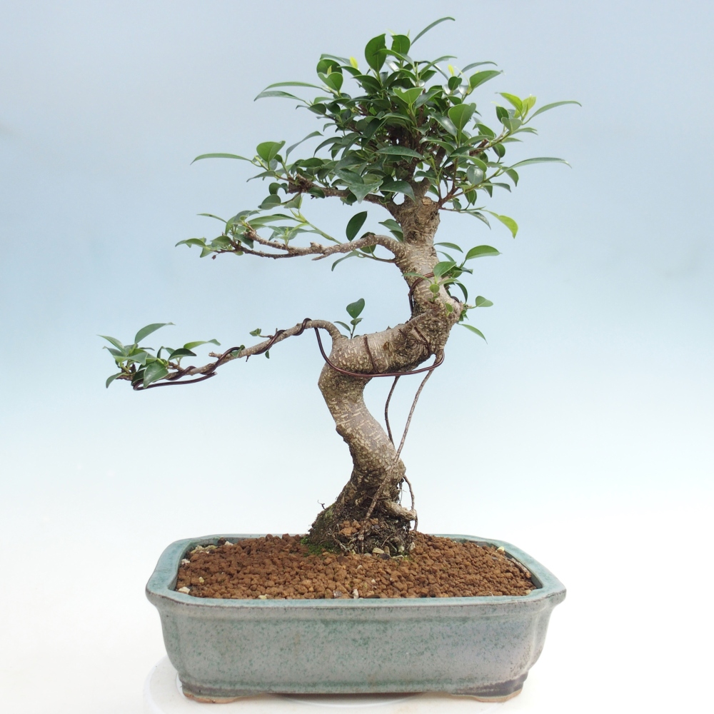 Kamerbonsai - Ficus kimmen - kleinbladige ficus