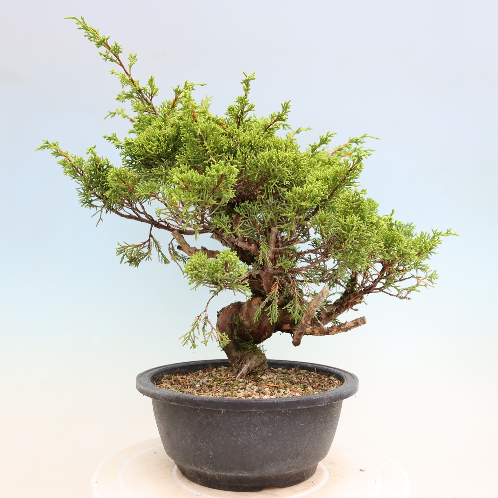 Bonsai voor buiten - Juniperus chinensis Itoigawa-Juniperus chinensis