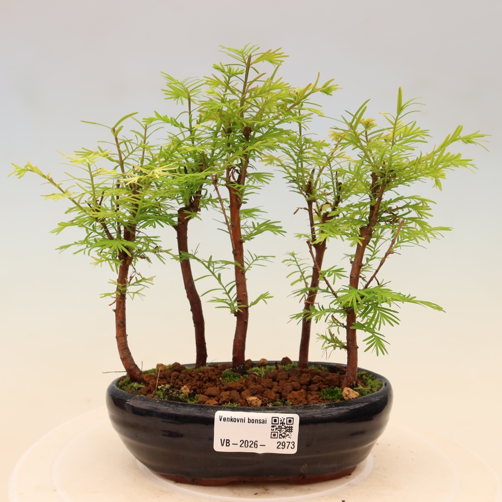 Buitenbonsai - Metasequoia glyptostroboides - Chinese metasequoia - bosje
