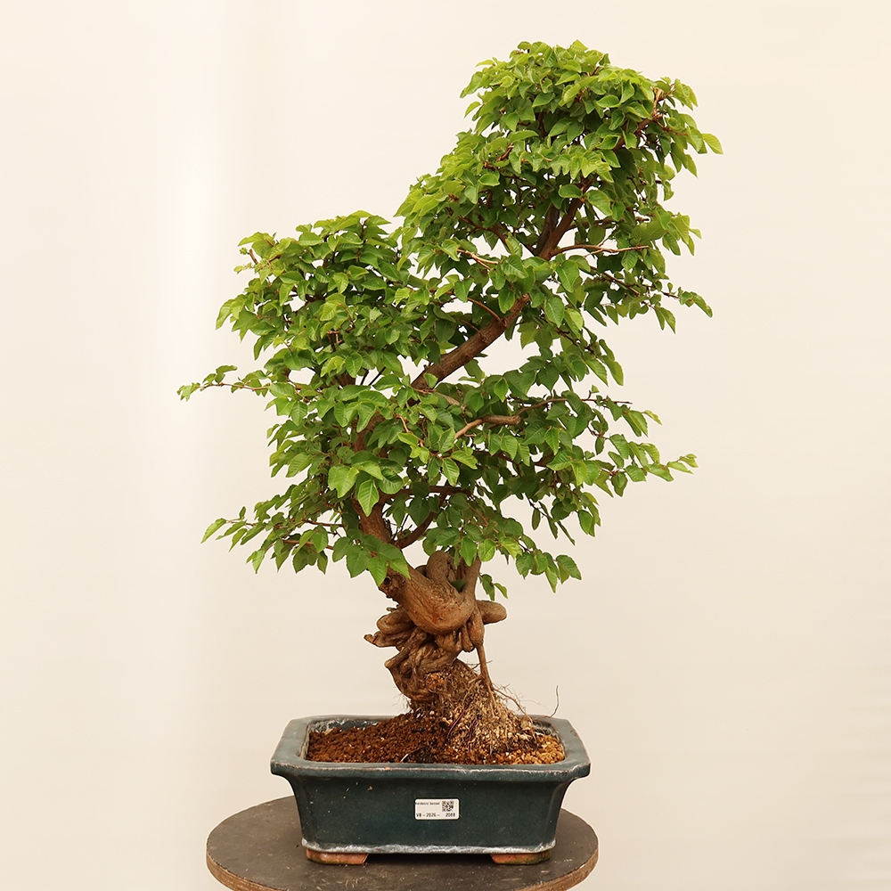 Bonsai voor buiten -Carpinus Coreana - Koreaanse haagbeuk