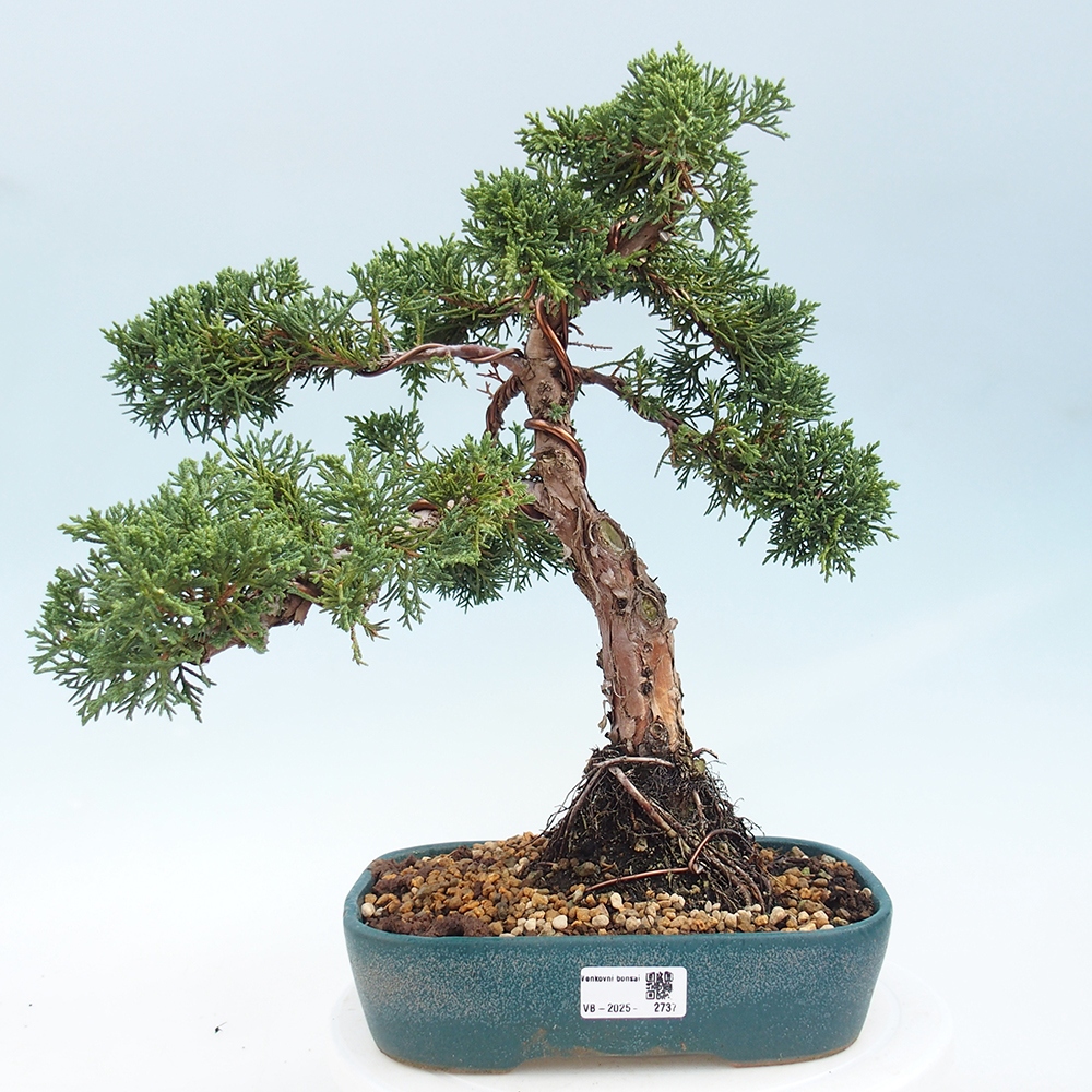 Bonsai voor buiten - Juniperus chinensis Kishu