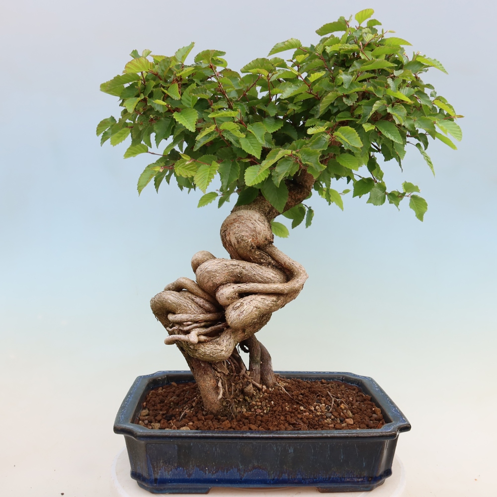 Bonsai voor buiten -Carpinus Coreana - Koreaanse haagbeuk