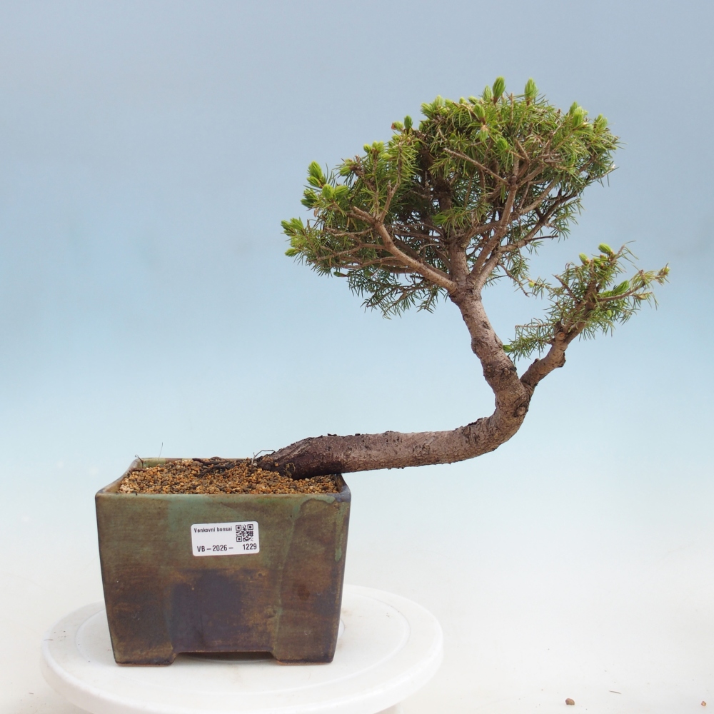Bonsai voor buiten - Gewone spar - Picea glauca bol