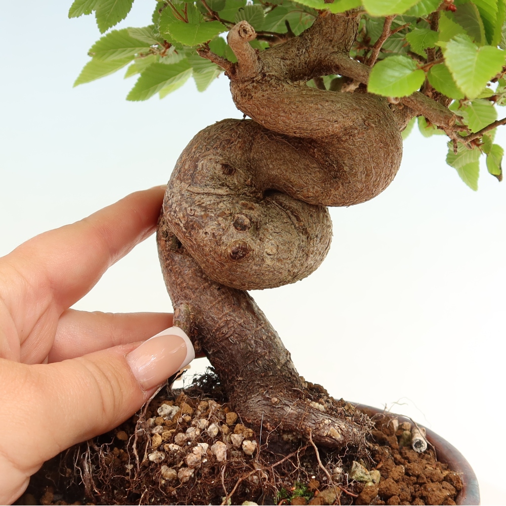 Bonsai voor buiten -Carpinus Coreana - Koreaanse haagbeuk