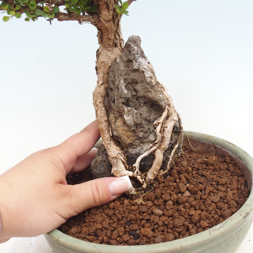 Bonsai voor buiten - Berberis coreana