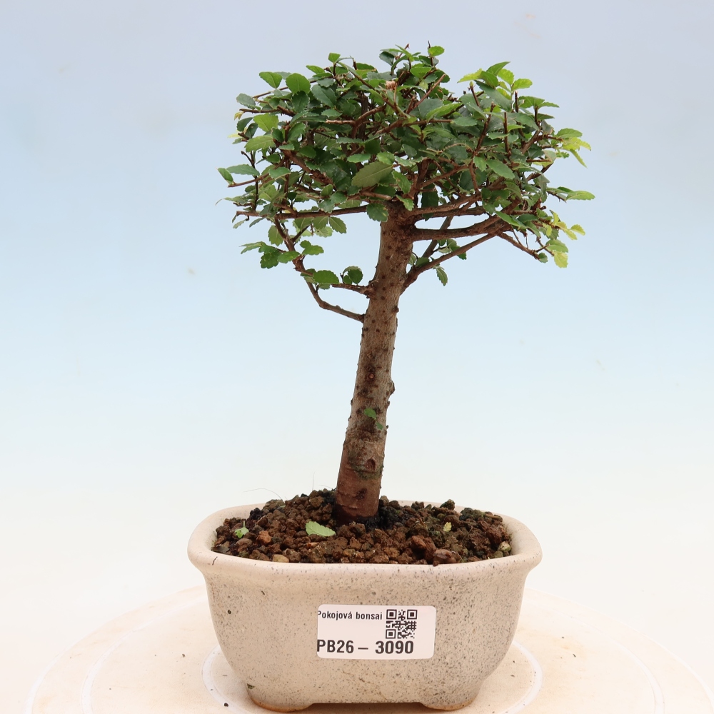 Kamerbonsai - Ulmus parvifolia - Winteriep