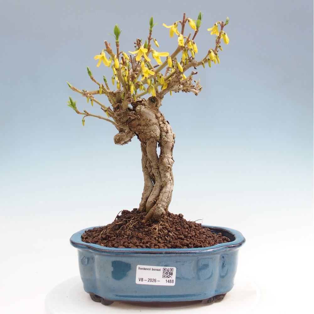 Bonsai voor buiten - Zlatice - Forsythia koreana