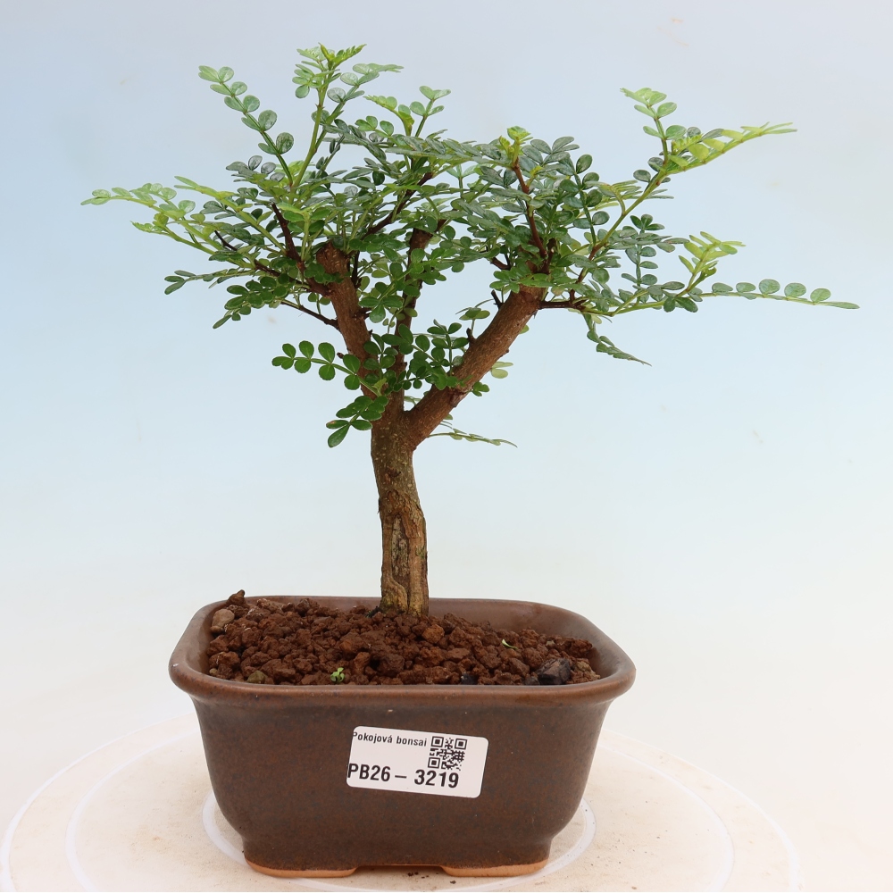 Kamerbonsai - Zantoxylum piperitum - peperboom