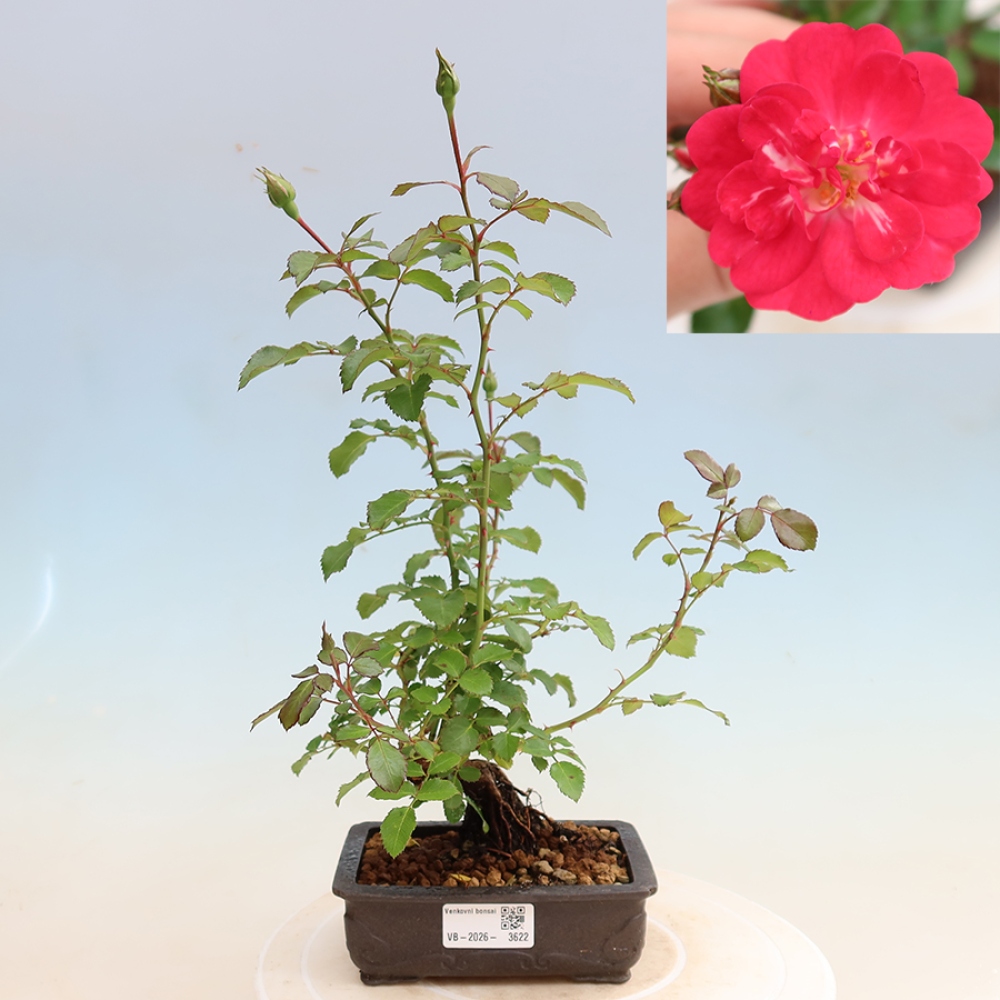 Bonsai voor buiten - Rosa Kordes - roos