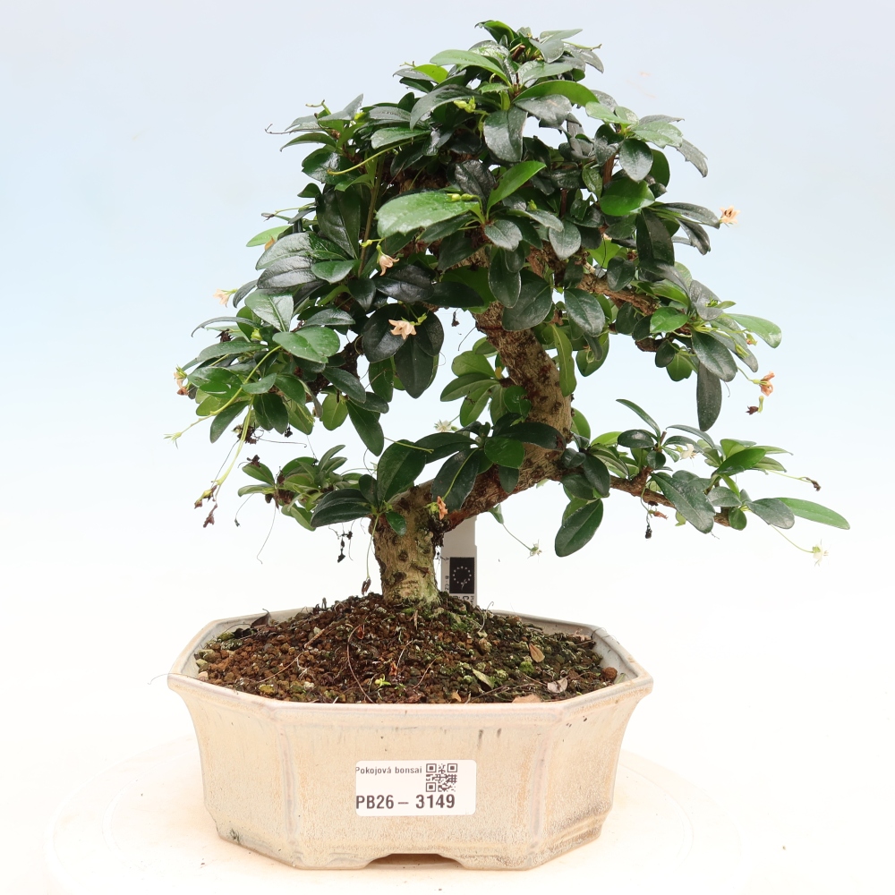 Kamerbonsai - Carmona macrophylla - Thee fuki