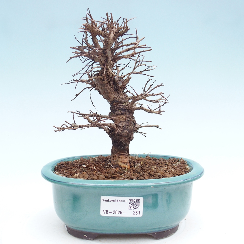 Bonsai voor buiten - Zelkova - Zelkova NIRE