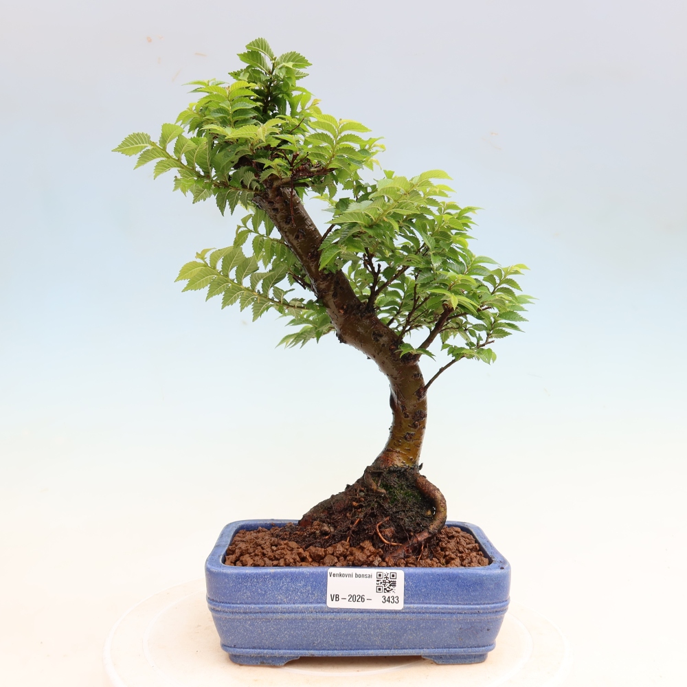 Buitenbonsai - Ulmus Jacqueline Hillier - Prachtige iep