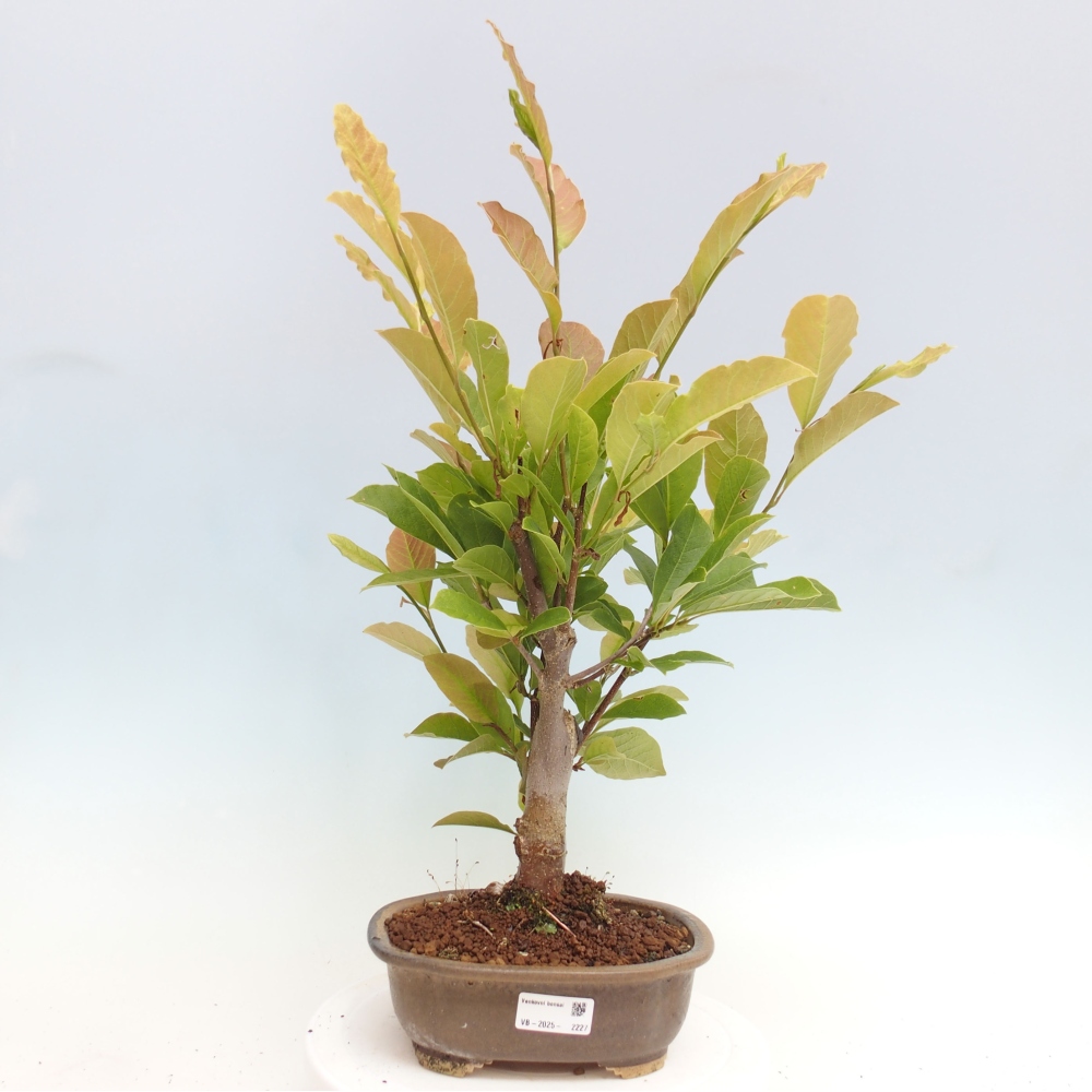 Bonsai voor buiten - Magnolia loebneri merrill - Magnolia