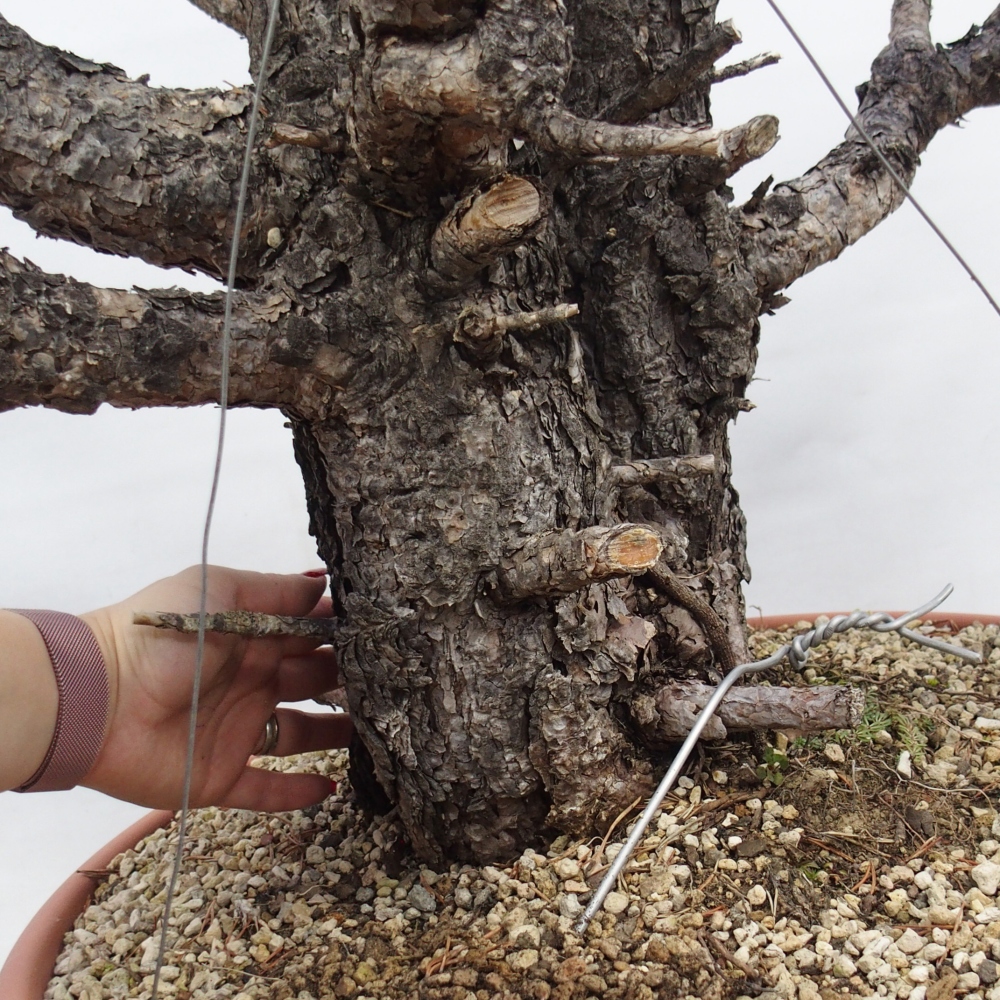 Yamadori - Pinus sylvestris Spanje