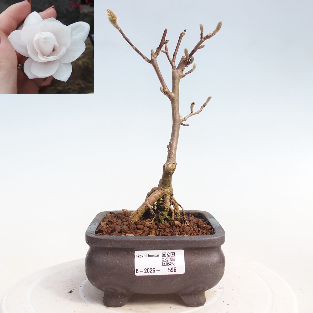 Bonsai voor buiten - Magnolia stellata