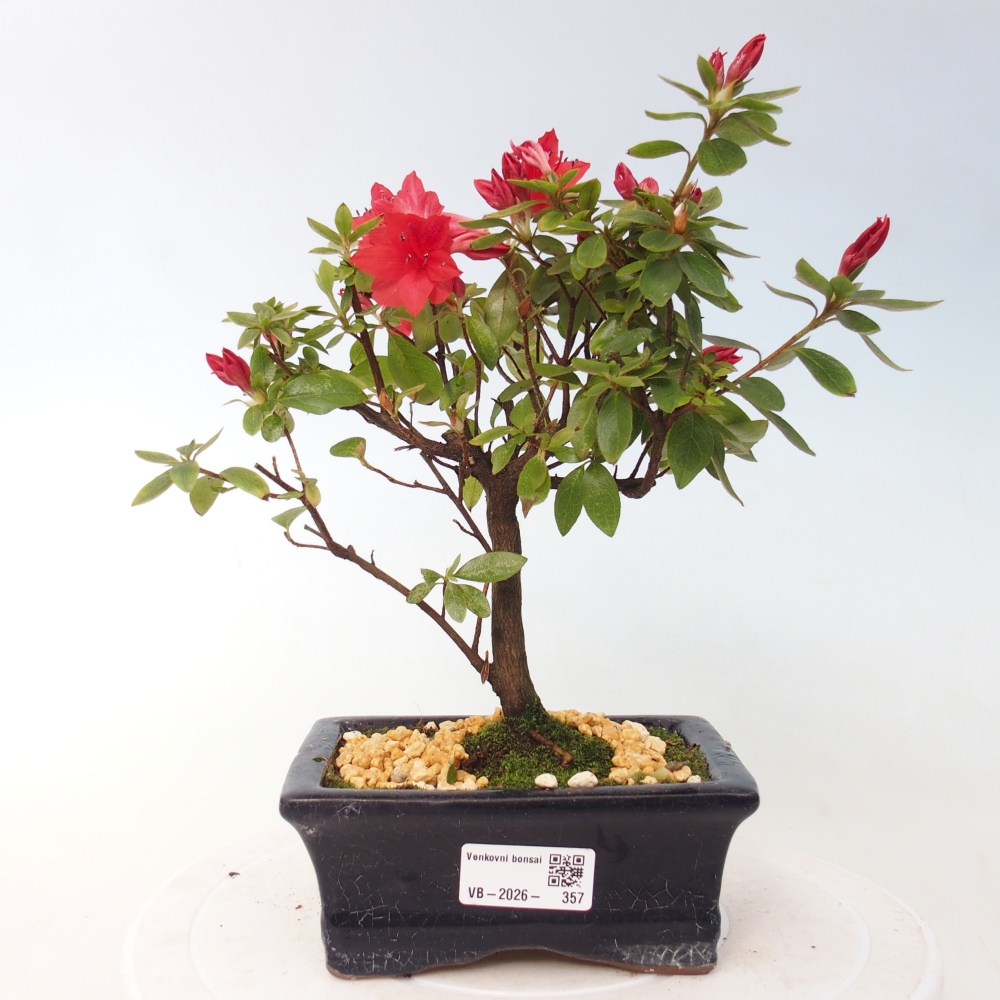 Bonsai voor buiten - Japanse azalea - Azalea sp.