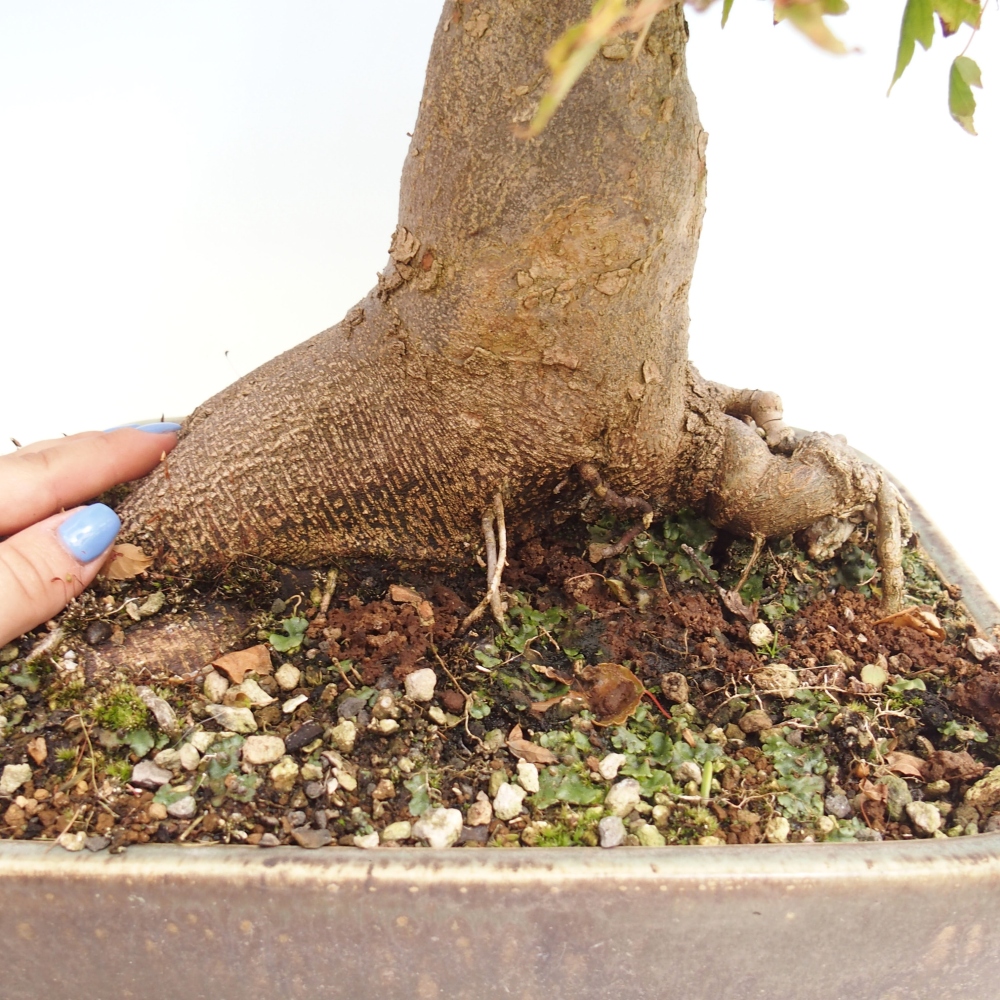Bonsai voor buiten - Acer Buergerianum - Burgeresdoorn