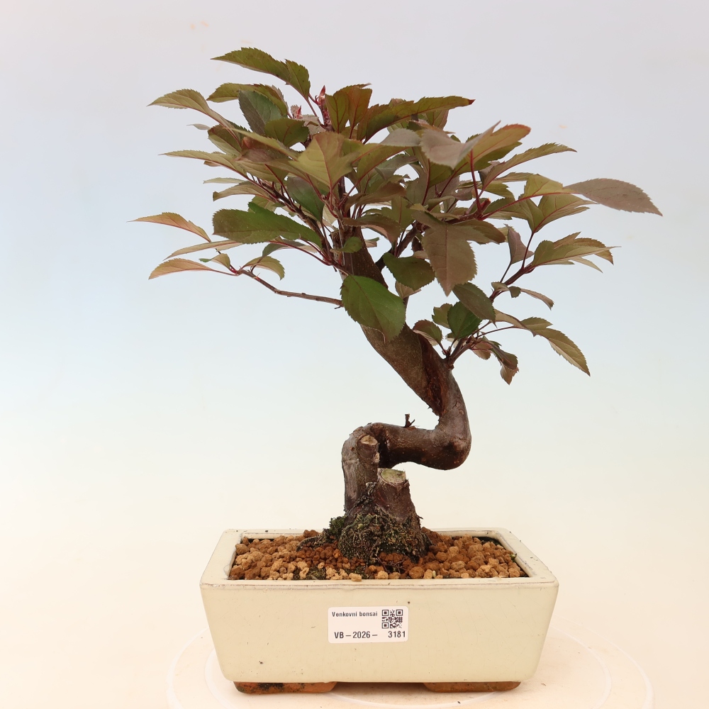 Bonsai voor buiten -Malus domestica - Roodbladige appelboom met kleine vruchten