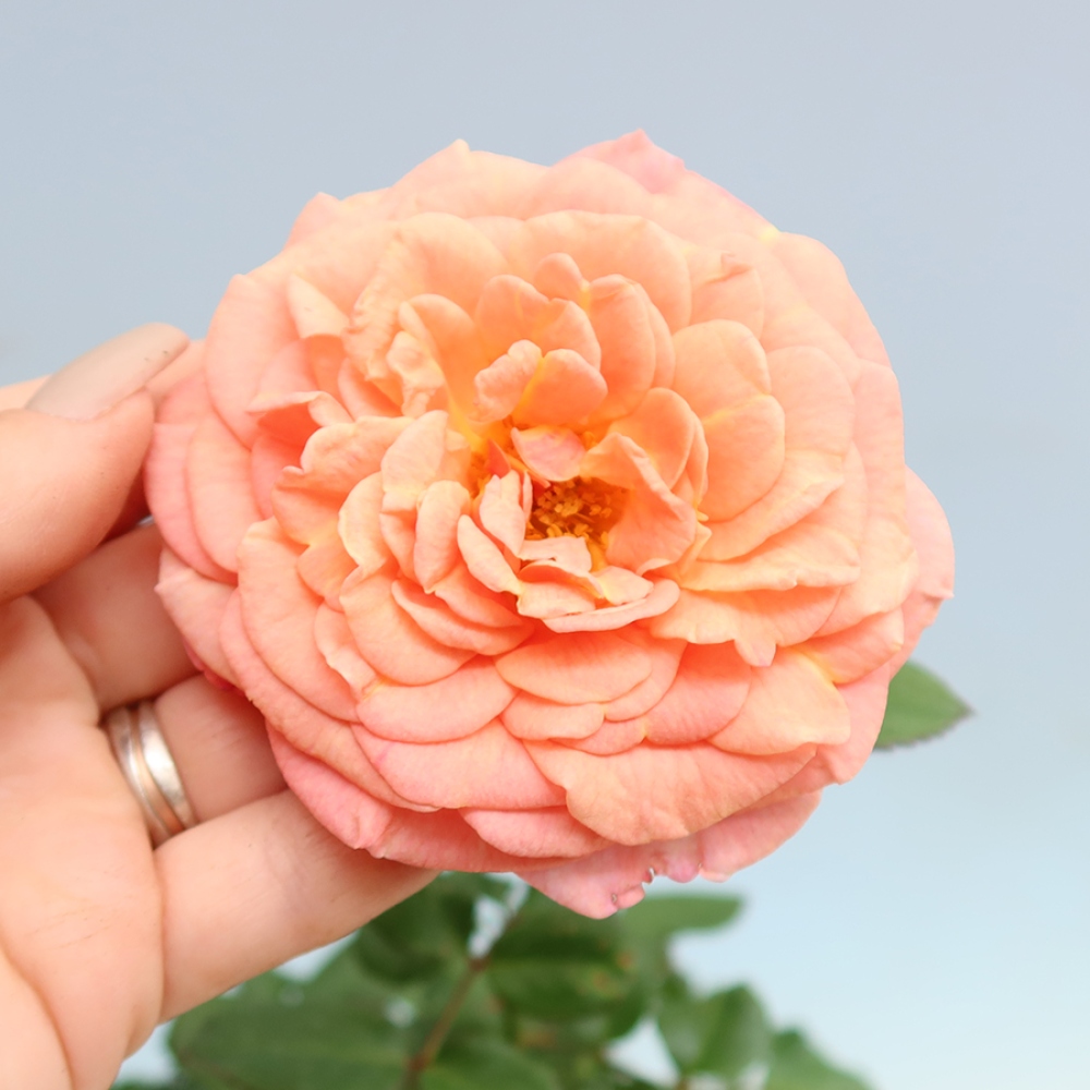 Bonsai voor buiten - Rosa Kordes - roos