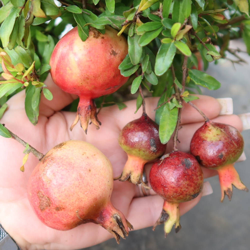 Kamerbonsai-PUNICA granatum nana-Granaatappel