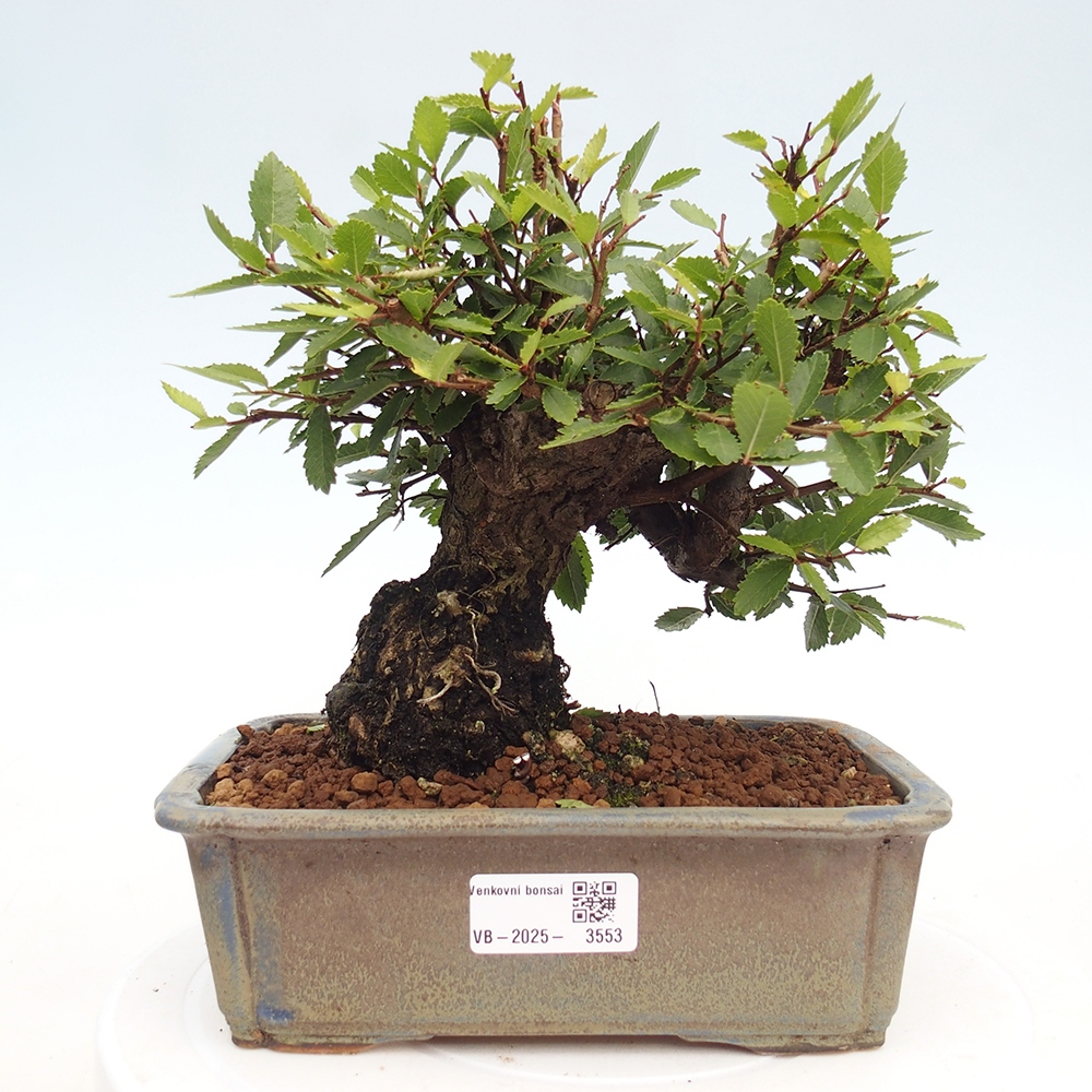 Bonsai voor buiten - Zelkova - Zelkova NIRE