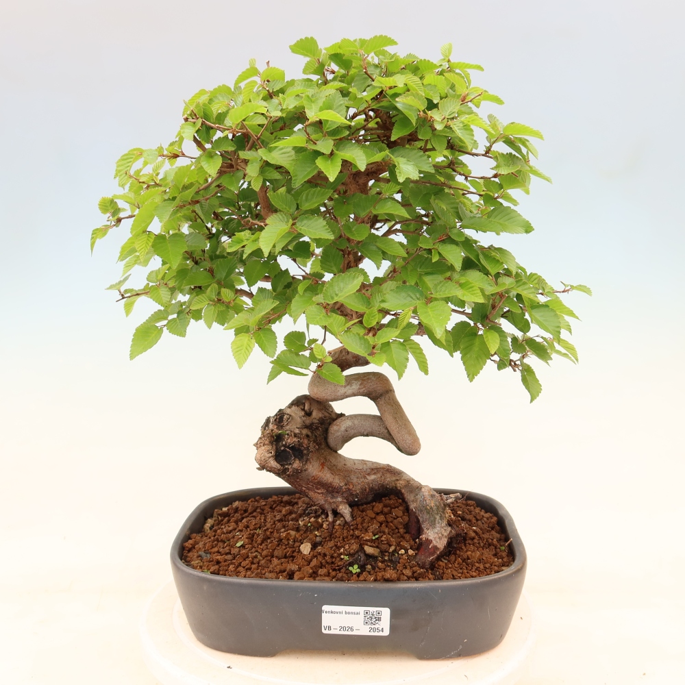 Bonsai voor buiten -Carpinus Coreana - Koreaanse haagbeuk