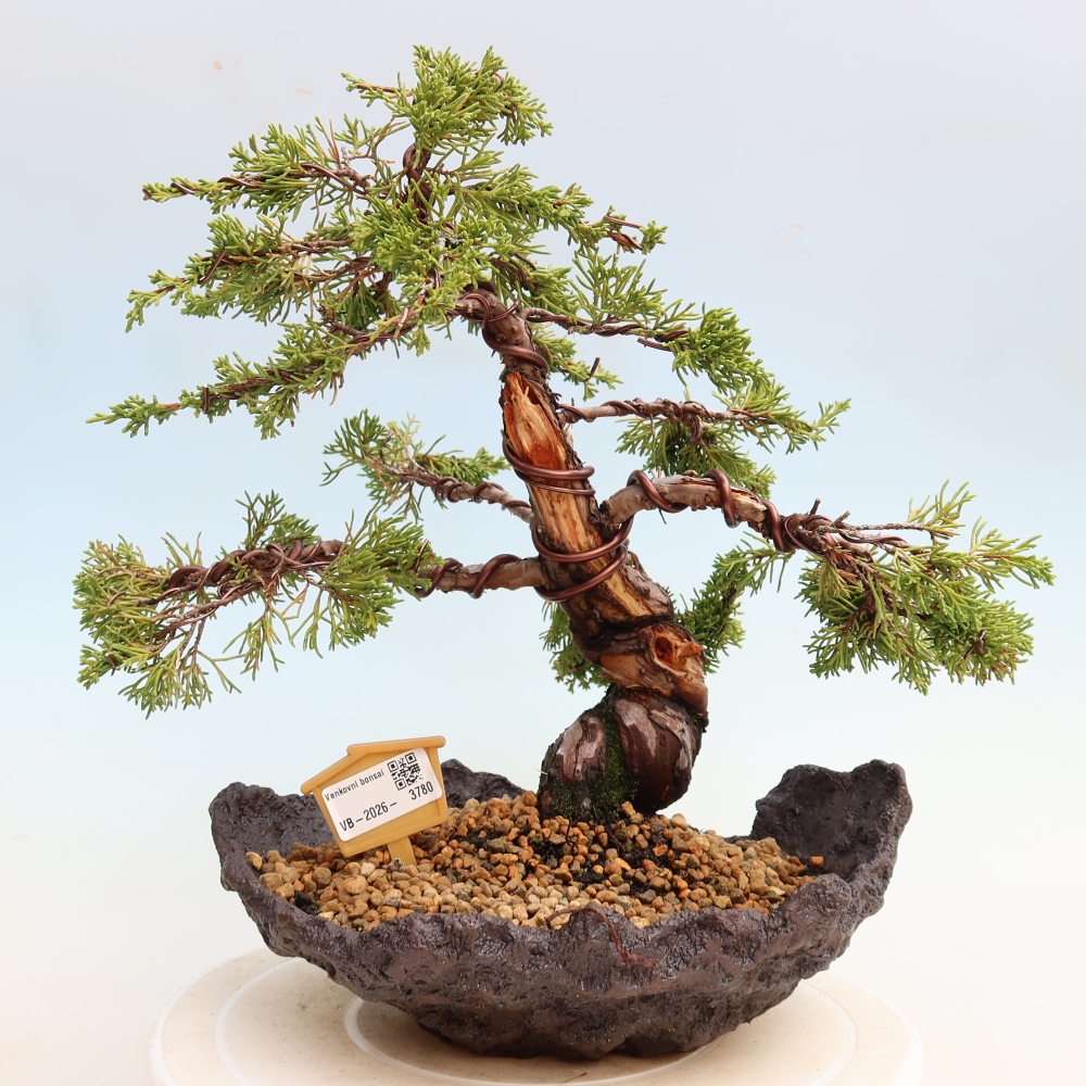 Bonsai voor buiten - Juniperus chinensis Itoigawa-Juniperus chinensis
