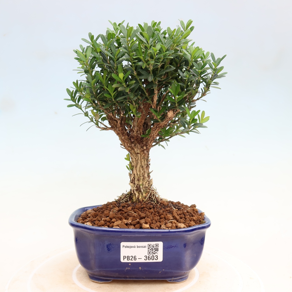 Kamerbonsai - Buxus harlandii - kurk buxus