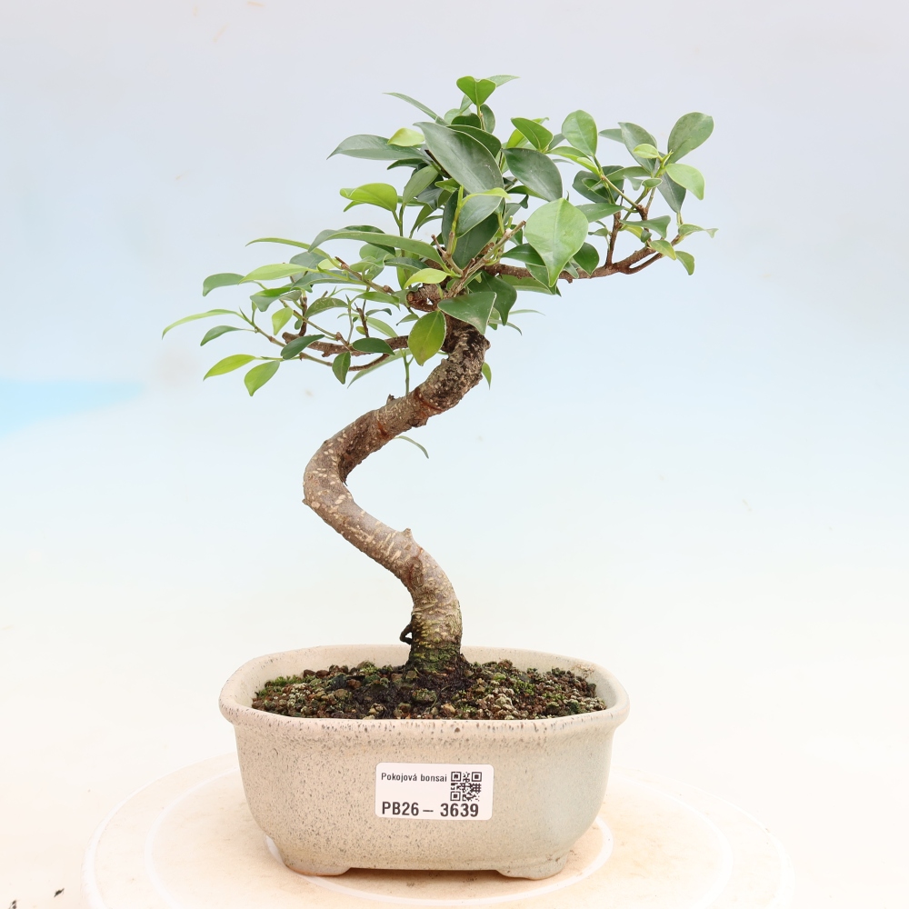 Kamerbonsai - Ficus kimmen - kleinbladige ficus