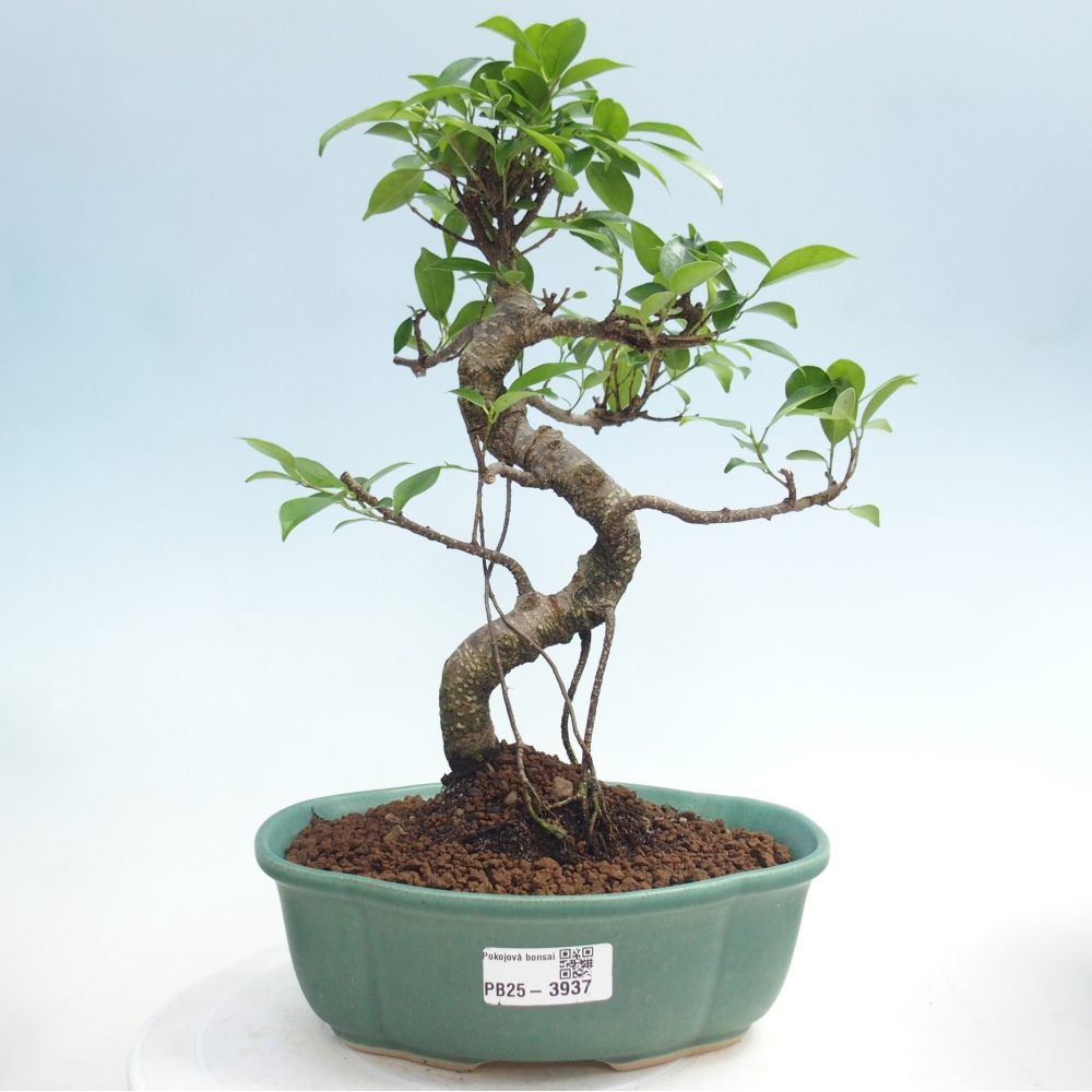 Kamerbonsai - Ficus retusa - kleinbladige ficus