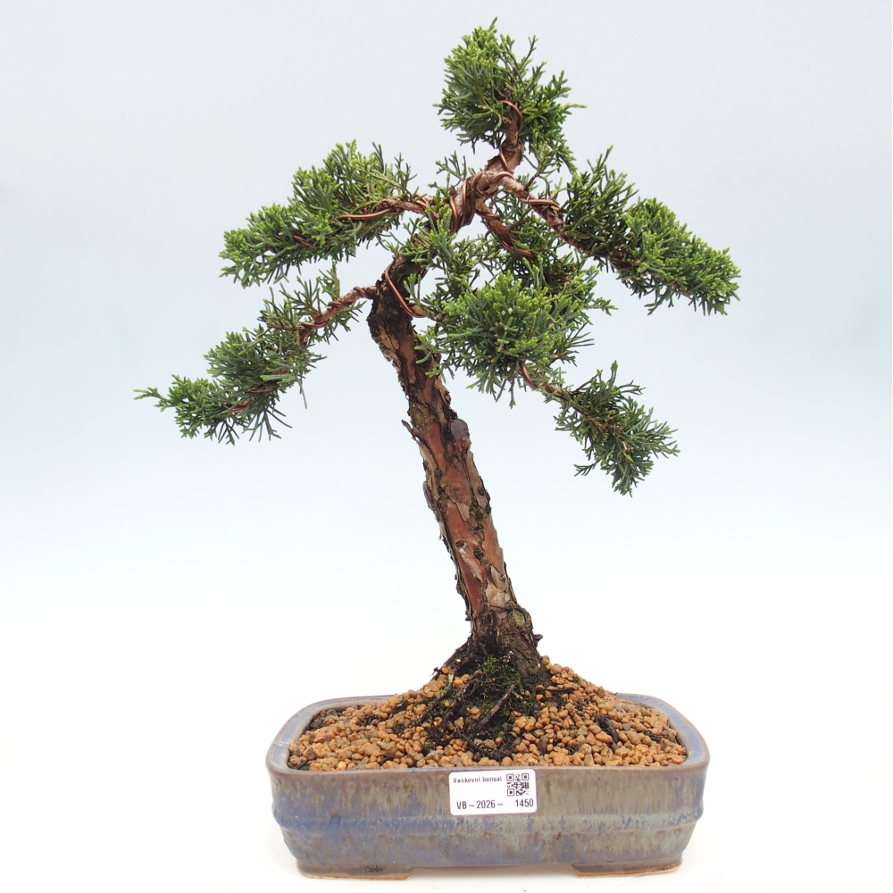 Bonsai voor buiten - Juniperus chinensis Kishu