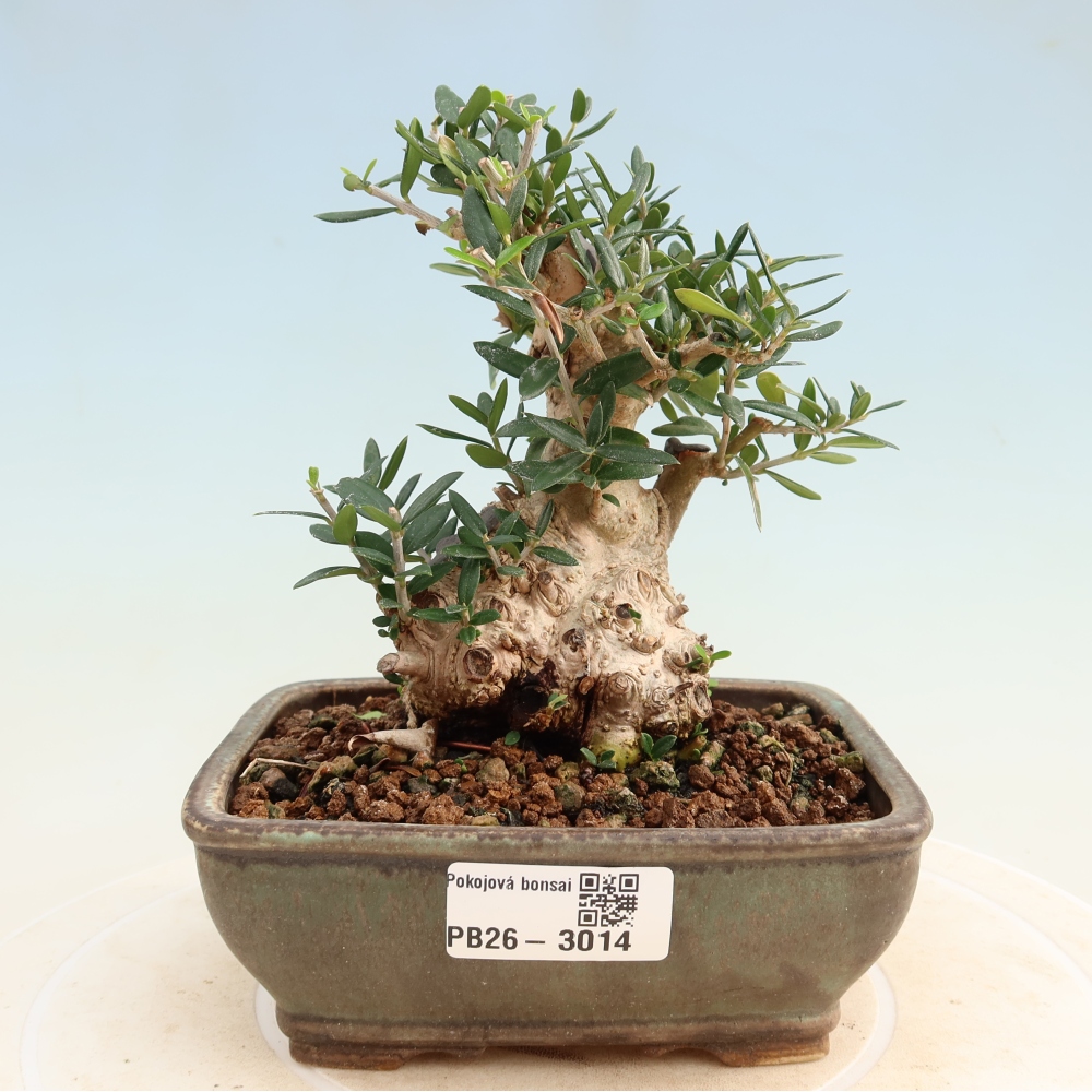 Bonsai voor binnen - Olea europaea sylvestris