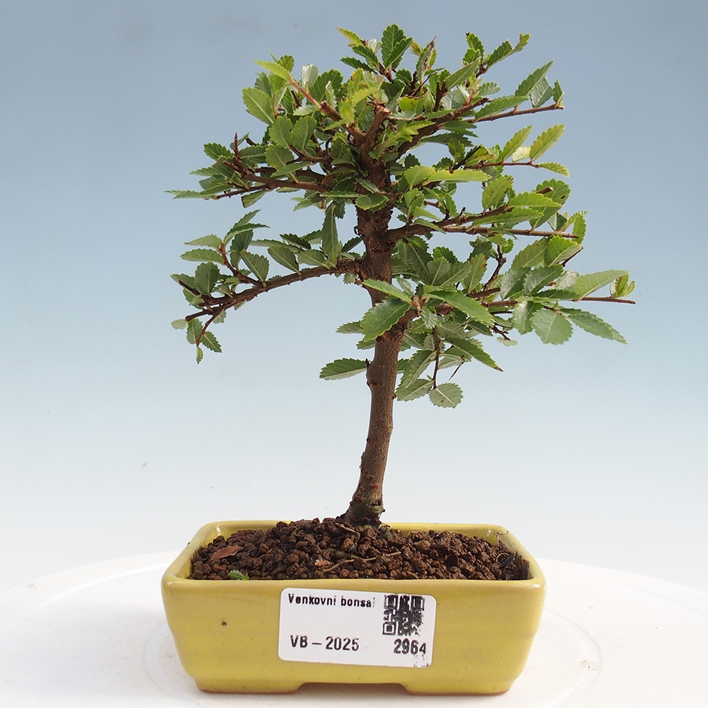 Bonsai voor buiten - Ulmus parvifolia Sagei - Kleinbladige iep