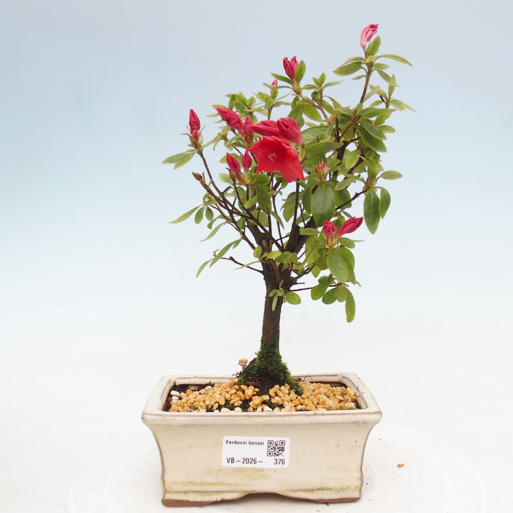 Bonsai voor buiten - Japanse azalea - Azalea sp.
