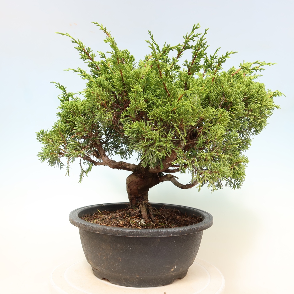 Bonsai voor buiten - Juniperus chinensis Itoigawa-Juniperus chinensis