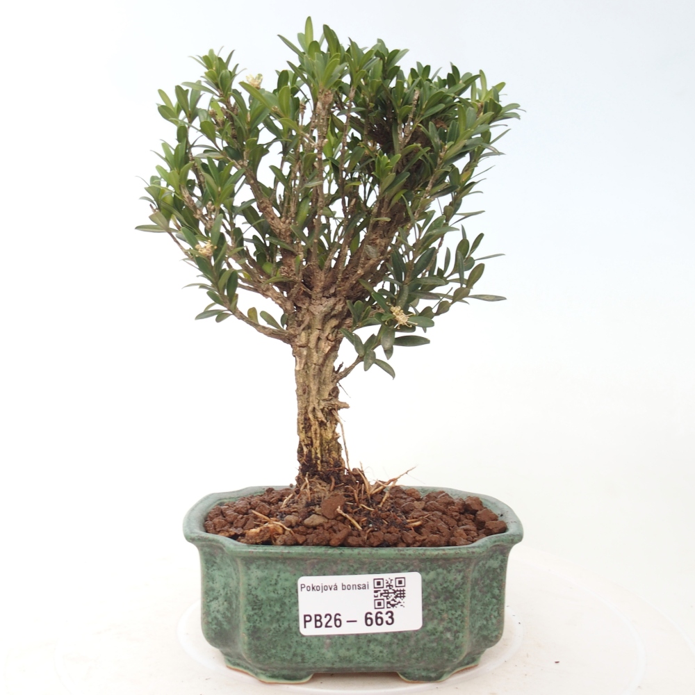 Kamerbonsai - Buxus harlandii - kurk buxus