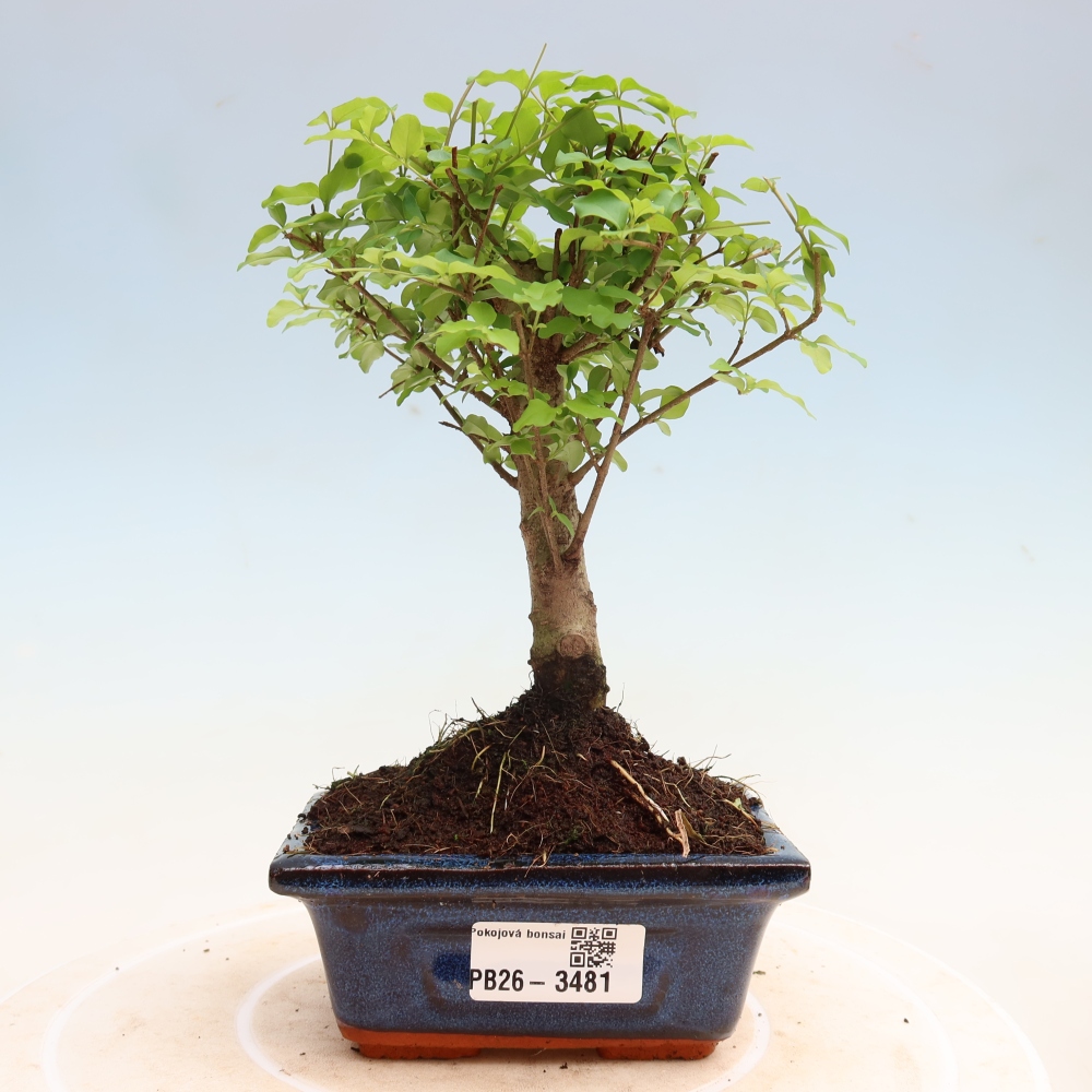 Kamerbonsai -Ligustrum chinensis - Vogelsnavel
