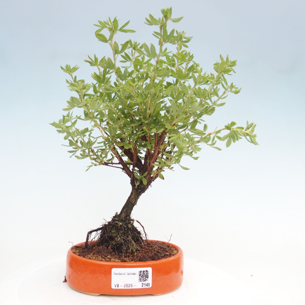 Bonsai voor buiten - Potentila fruticosa gele vogel