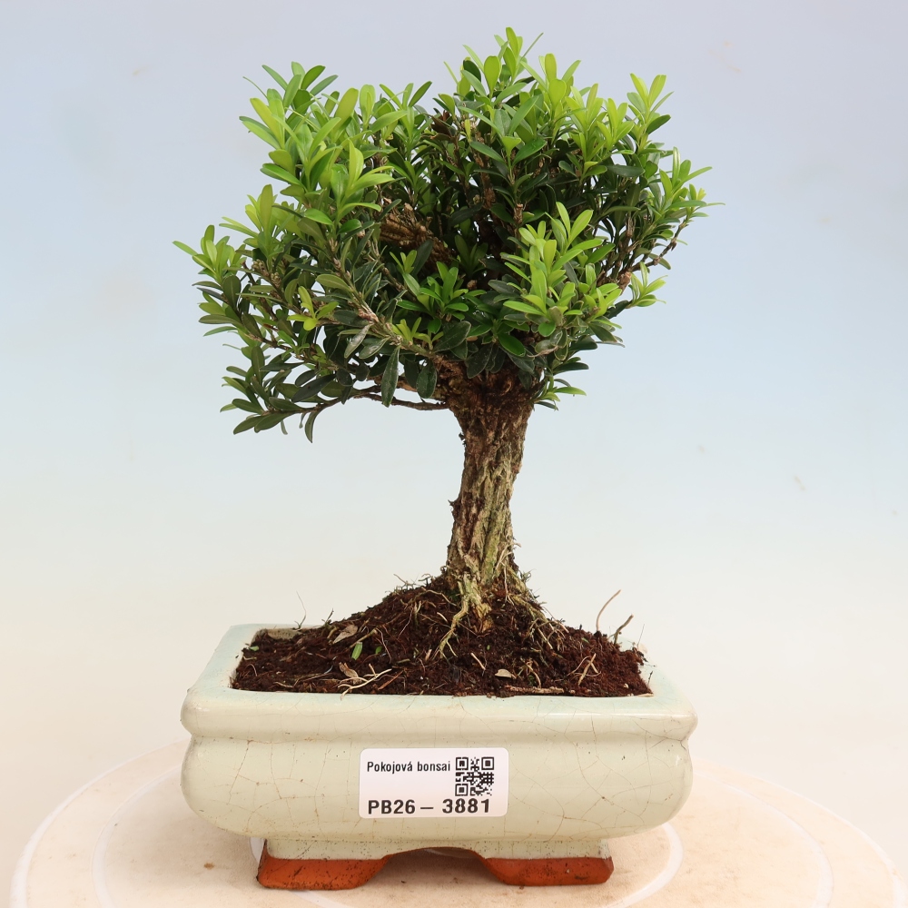 Kamerbonsai - Buxus harlandii - kurk buxus